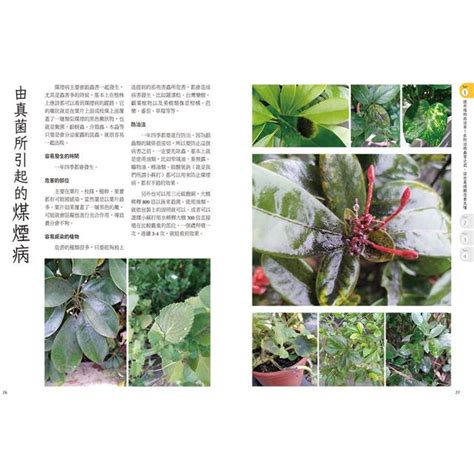 陽台蜘蛛網|【常見室內植物病蟲害防治及對策｜小型害蟲篇